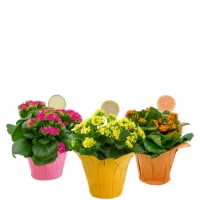 Bayview Tricolor Kalanchoe Premium Flowering Plants with Citrus Pick Perspective: Main