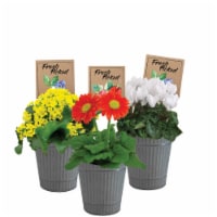 Fresh Picked Berry Cobbler Tin Potted Plant Perspective: Main