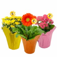 Blooming Potted Plant with Bee Pick - Assorted Colors Perspective: Main