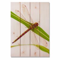 Day Dream WGDF1420 14 x 20 in. Dragonfly Wall Art