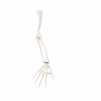 Fabrication Enterprises 12-4582R Anatomical Model - Loose Bones & Arm Skeleton