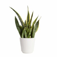 Potted Classic Tropical Foliage Perspective: Main