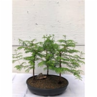 Bonsai Boy c2022 Redwood Bonsai Tree - Three Forest Group - Metasequoia Glyptostroboides - Me