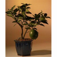 Bonsai Boy d1399 Flowering Lemon Bonsai Tree - Meyer Lemon
