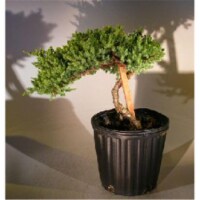 Bonsai Boy e2243 Staked Pre Bonsai Juniper Bonsai Tree - Juniper Procumbens Nana