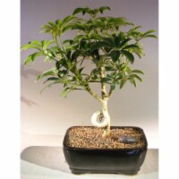 Bonsai Boy a1010 Hawaiian Umbrella Bonsai Tree - Arboricola Schefflera Luseanne - Medium