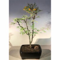 Bonsai Boy e1484 Flowering Dwarf Sweet Acacia Bonsai Tree - Acacia Farnesiana