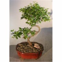 Bonsai Boy e3212 Curved Trunk Style Flowering Sweet Plum Tree - Sageretia Theezans - Medium
