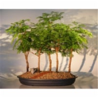 Bonsai Boy e2420 Redwood Bonsai Tree - 5 Tree Forest Group - Metasequoia Glyptostroboides