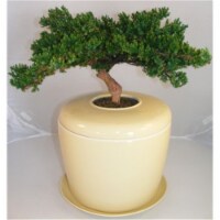 Bonsai Boy e5017 Monterey Juniper Preserved Bonsai Tree with Matching Humidity & Drip Tray No