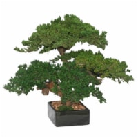 Bonsai Boy p1322 Monterey Juniper Triple Trunk Preserved Bonsai Tree