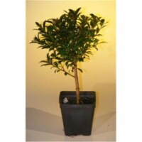 Bonsai Boy e2247 Pre Bonsai Flowering Brush Cherry Bonsai Tree - Eugenia Myrtifolia - Small