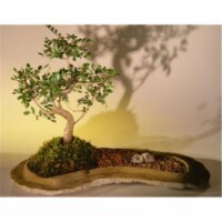 Bonsai Boy e2353 Chinese Elm Bonsai Tree On Rock Slab - Ulmus Parvifolia