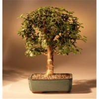 Bonsai Boy b1113 Baby Jade Bonsai Tree - Portulacaria Afra - Medium