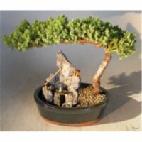 Bonsai Boy c1227 Juniper Bonsai Tree - Juniper Procumbens Nana - Large