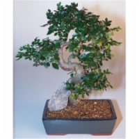 Bonsai Boy c1289 Chinese Elm Bonsai Tree - Ulmus Parvifolia - Extra Large