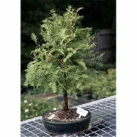 Bonsai Boy e1469 Redwood Bonsai Tree - Metasequoia Glyptostroboides - Large