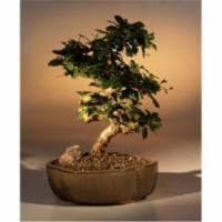 Bonsai Boy e1614 Flowering Fukien Tea Bonsai Tree - Ehretia Microphylla - Medium