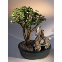 Bonsai Boy e1654 Baby Jade Bonsai Tree - Stone Landscape Scene - Portulacaria Afra