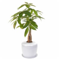 Bonsai Boy e5013 Braided Money Bonsai Tree & Porcelain Ceramic Cremation Urn with Matching Hu