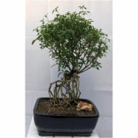 Bonsai Boy b2030 Raised Roots Chinese Flowering Serissa Bonsai Tree - Tree Of A Thousand Star