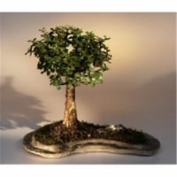 Bonsai Boy e1957 Baby Jade on Rock Slab Bonsai Tree - Portlacaria Afra