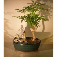 Bonsai Boy e3112 Hawaiian Umbrella Bonsai Tree with Coiled Trunk - Stone Landscape Scene - Ar