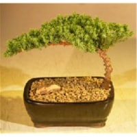 Bonsai Boy e3130 Juniper Bonsai Tree - Complete Starter Kit