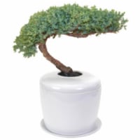 Bonsai Boy e5015 20 x 15 x 15 in. Traditional Windswept Bonsai Tree - Juniper Procumbens Nana