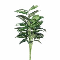 Marble Dieffenbachia Plant X5 Everyday Tree - 3 ft.
