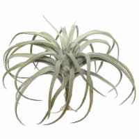 10.5 in. Grey Tillandsia Pick