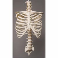 Skeletons and More SM300D Rib Cage & Spine