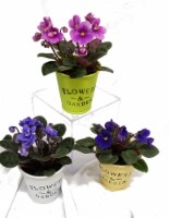Mini African Violets with Flower and Garden Tin (Approximate Delivery is 2-6 Days)