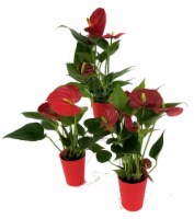 Mini Potted Anthuriums (Approximate Delivery is 2-6 Days)