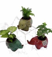 Mini Foliage Plants in Moroccan Elephant Ceramic Pots (Approximate Delivery is 2-6 Days)