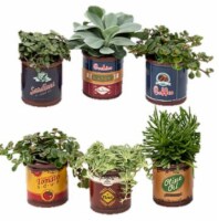 2in Foliage in Grocery Ceramic Pot