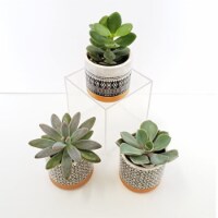 Mini Succulents in Southwest Ceramic Pot