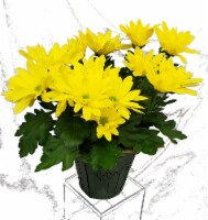 Yellow Mums with Seasonal Pot Cover (Approximate Delivery is 2-6 Days)