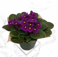 Purple African Violet with Seasonal Pot Cover (Approximate Delivery is 2-6 Days)