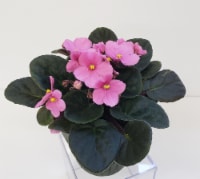 Pink African Violet with Seasonal Pot Cover (Approximate Delivery is 2-6 Days)