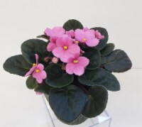Pink African Violet with Seasonal Pot Cover (Approximate Delivery is 2-6 Days)