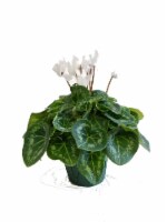 White Cyclamen with Seasonal Pot Cover (Approximate Delivery is 2-6 Days)