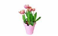 Potted Tulip Bulbs