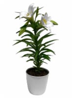 Easter Lily - 6 inch pot