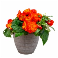 Fresh Live Begonia in 12 inch Planter Perspective: Main