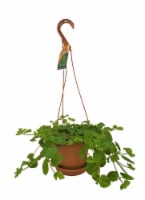 Hanging Plant with Saucer
