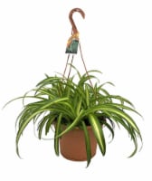 Sunshine Greenhouses Inc. Hanging Plant with Saucer