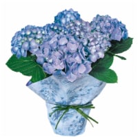 Potted Hydrangea - Blue
