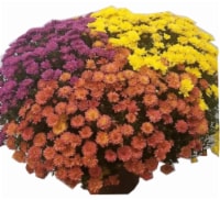 Outdoor Mums (Yellow Bronze Purple and Red) Perspective: Main