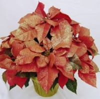 Bling-settia Poinsettia with Holiday Pot Cover (Approximate Delivery is 5-7 days)